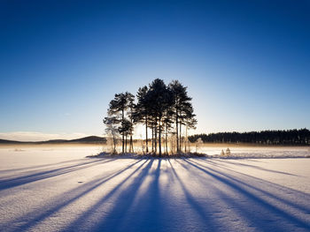 Trees on field against clear blue sky during winter