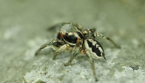 Close-up of insect