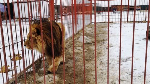 View of dog in cage