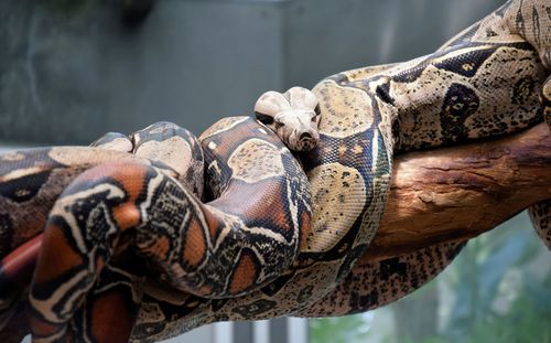 Close-up of snake on tree