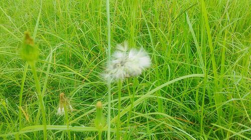 Dandelion growing on grassy field