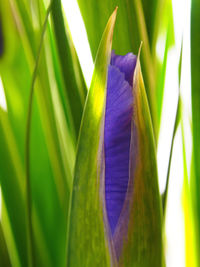 Close-up of purple flowering plant