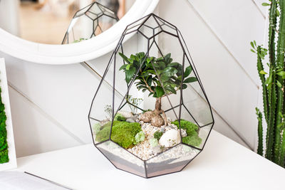 High angle view of potted plant on table