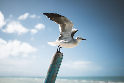 Low angle view of seagull flying against sky