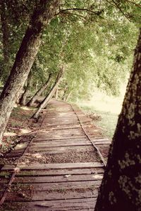 Dirt road amidst trees in forest