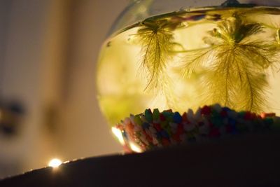 Low angle view of fishbowl on table