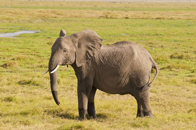 Side view of elephant on field