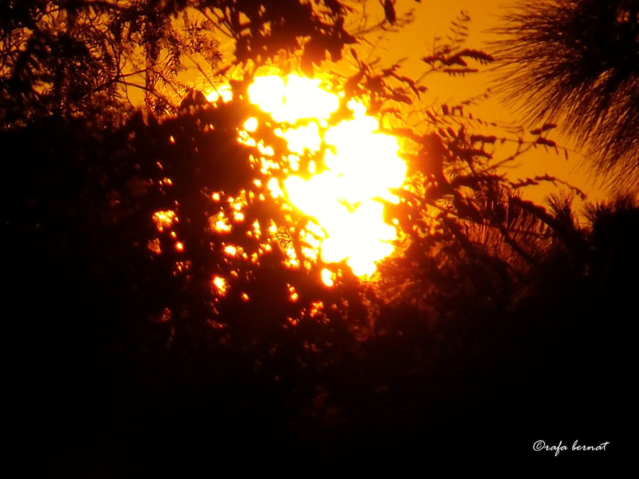 sunset, silhouette, sun, orange color, tree, beauty in nature, tranquility, scenics, tranquil scene, nature, sunlight, growth, idyllic, back lit, sky, sunbeam, lens flare, outdoors, no people, branch