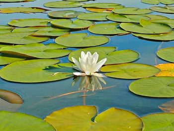 Close-up of lotus water lily in pond