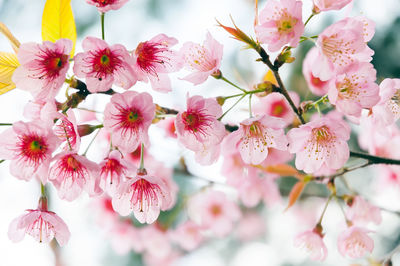 Close-up of pink cherry blossoms