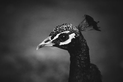 Close-up of peacock