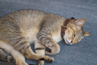 Close-up of cat lying on floor