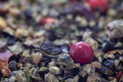 Close-up of strawberry growing on field