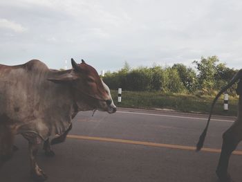 Horse standing on road against sky