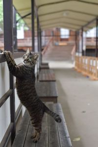 Portrait of cat rearing up on footbridge railing