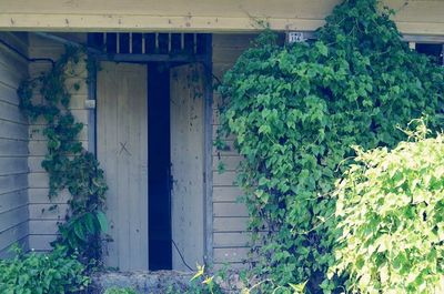 Plants growing on house