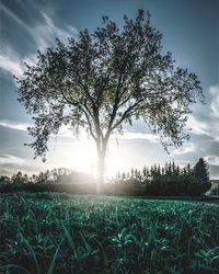 Tree on field against sky