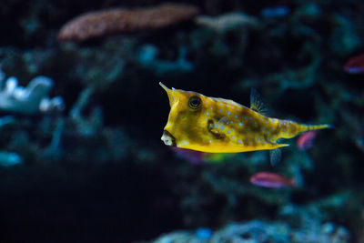 Close-up of fish swimming in sea