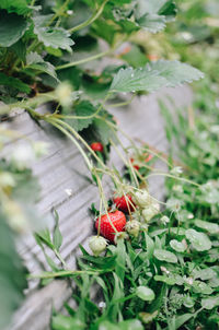 Close-up of berries growing on plant