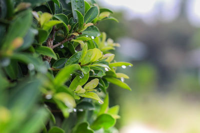 Close-up of fresh green plant