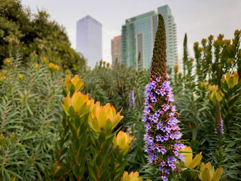 Close-up of purple flowering plants on field