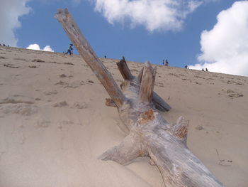 Low angle view of driftwood at beach against sky