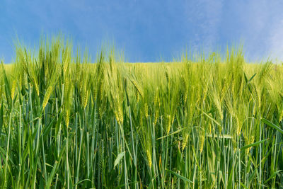 Close-up of wheat crop in field