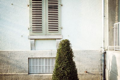 Tree growing outside building