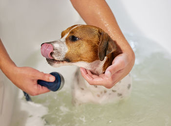 Midsection of woman holding dog