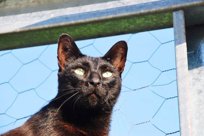 Close-up portrait of cat by wall outdoors