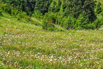Plants growing on field in forest
