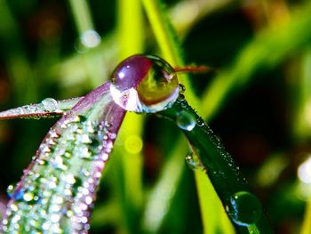 Close-up of water drops on flower