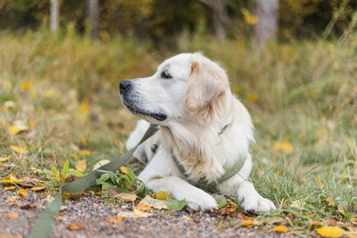 Portrait of golden retriever pale young dog is laying on the grass in the forest, autumn season