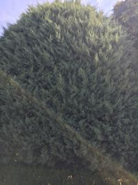 Close-up of tree