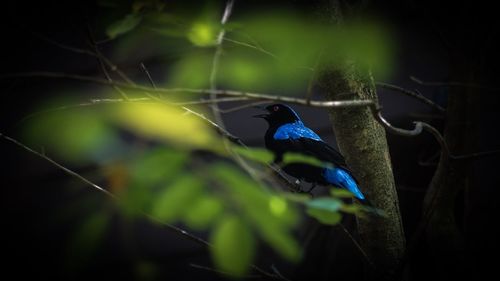 Close-up of bird perching on plant