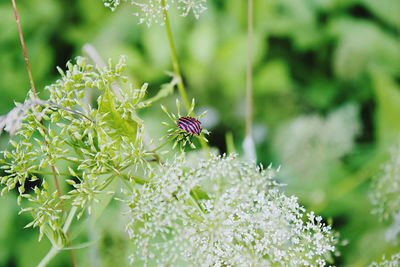 Close-up of insect on purple flowering plant