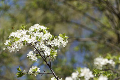 Low angle view of white flowering plant