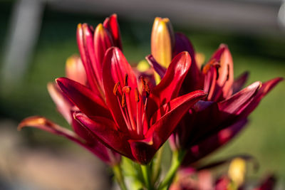 Close-up of pink flower