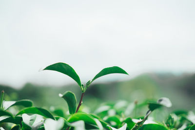 Close-up of plant growing on field against sky