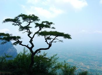 Tree in forest against sky