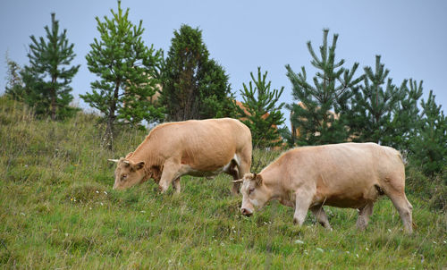 Cows grazing on grassy field against clear sky