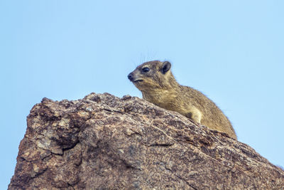 Low angle view of lizard on rock against sky