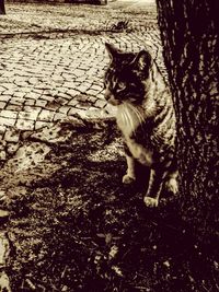 Cat on cobblestone street