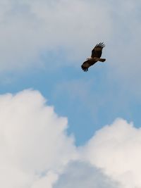 Low angle view of eagle flying in sky