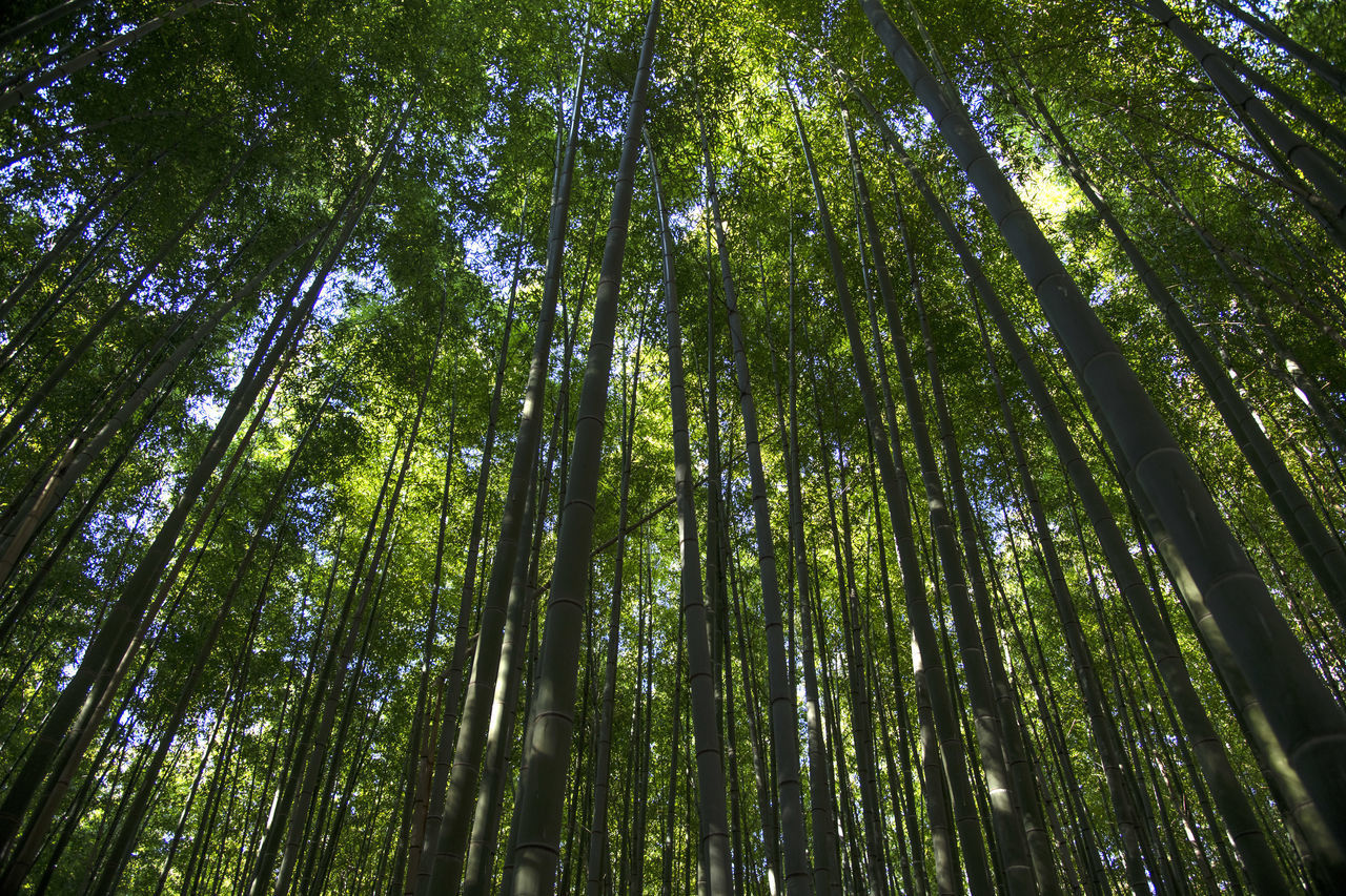 LOW ANGLE VIEW OF BAMBOO TREE IN FOREST