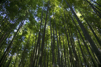 Low angle view of bamboo trees in forest