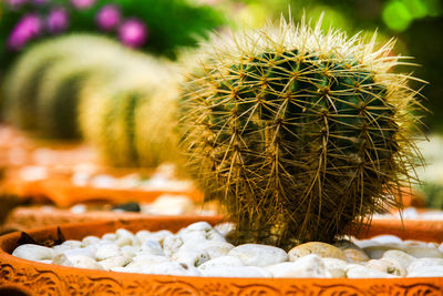 Close-up of cactus plant