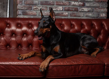 Full length of black dog sitting on sofa