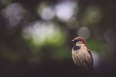 Close-up of bird perching on tree