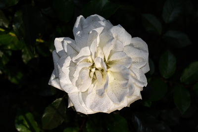 Close-up of white flower blooming outdoors